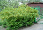 Карагана уссурийская