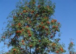 Рябина амурская