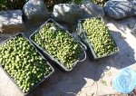 Актинидия полигама